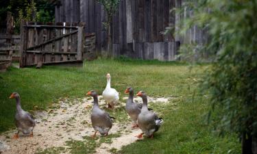 Hoteles que admiten mascotas en Saint-Eutrope-de-Born