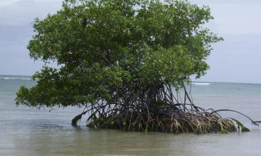 Sewaan Penginapan di Canaan