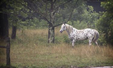 Hoteli pogodni za kućne ljubimce u gradu Gudletsvil