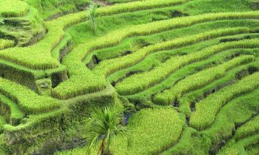 Hotels with Pools in Payangan