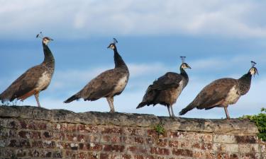 Hoteles que admiten mascotas en Ottery St Mary