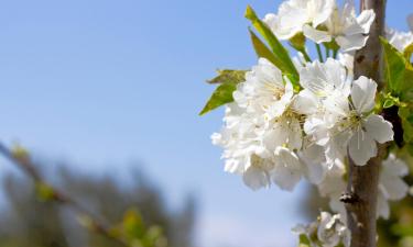 Hotels barats a Monterrei