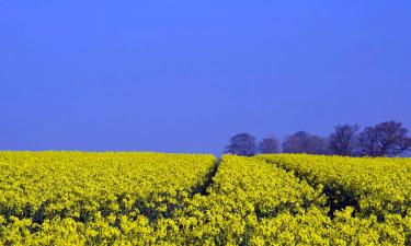 Hotéis econômicos em Flitwick