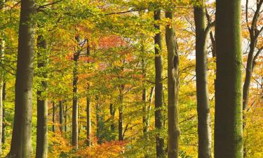 Hoteles en Höchst im Odenwald