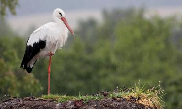 Дешеві готелі у місті Брюмат