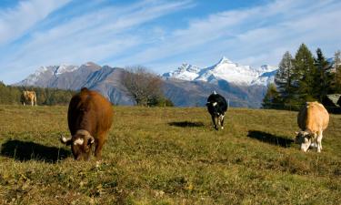 Mga Pet-Friendly Hotel sa Schönenwerd