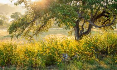 Casas y chalets en Bee Cave