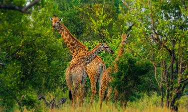 Makalali Game Reserve şehrindeki havuz