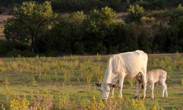 Hoteles en Giussano