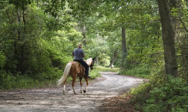 Pet-Friendly Hotels in Alachua