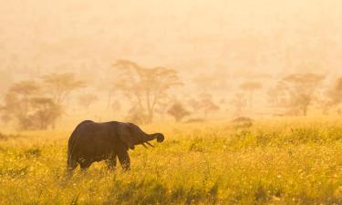 Zelt-Lodges in Serengeti-Savanne