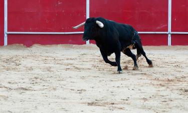 Hoteles que admiten mascotas en San Felipe