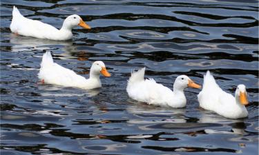 Hoteles que admiten mascotas en Hailsham