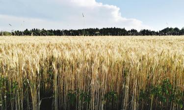 Loma-asunnot kohteessa Rickenbach