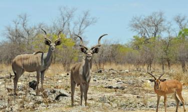 Cabins in Otavi