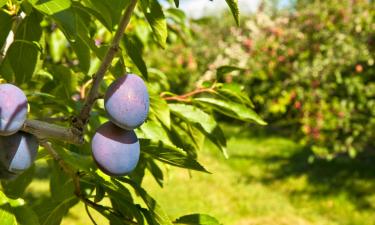 Alquileres vacacionales en Pélussin