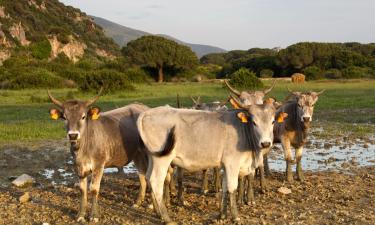 Hoteles que aceptan mascotas en Roccalbegna