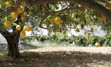 Hoteles familiares en Áno Lekhónia