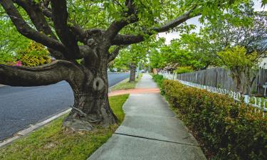 Cottages in Springwood