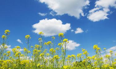 브라운웨일레르 호텔