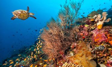 Hoteles familiares en Machchafushi