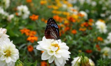 Hoteller i Doi Ang Khang