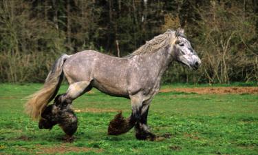 Ferieboliger i Savigny-sous-Faye