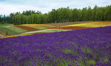 Pet-Friendly Hotels in Nakafurano