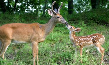 Hoteles con parking en Raon-aux-Bois