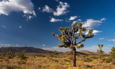 Kempy v destinaci Joshua Tree