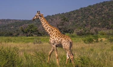 Chaty v destinaci Welgevonden Game Reserve