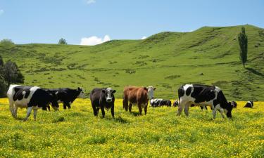 Moteles en Hawera