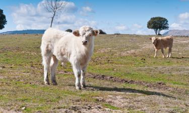 Hoteles familiares en Collado Mediano