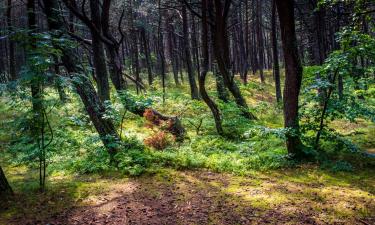 Hoteles familiares en Lubliniec