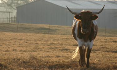 Hotels in Childress