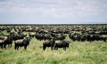 Hoteles en Parque Nacional del Serengeti