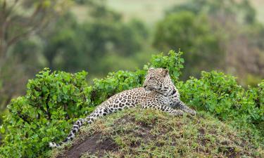 Lodges in Sabi Sand Game Reserve