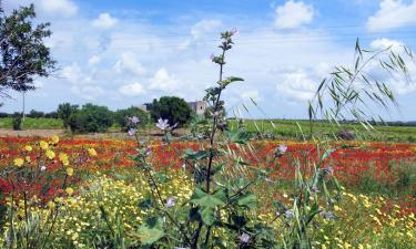 Bed & Breakfasts in Salice Salentino