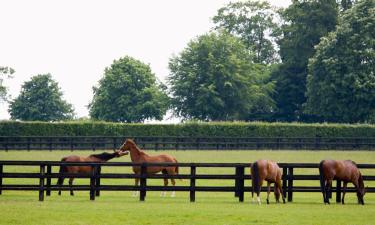 Hoteles familiares en Tuddenham