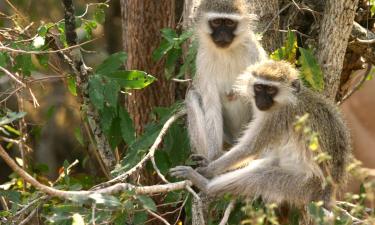 B&Bs in Tzaneen