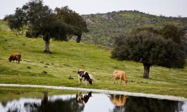 Hoteles que aceptan mascotas en Monesterio