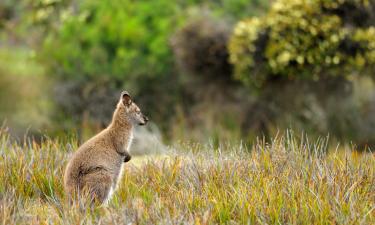 Hotels in Yass