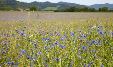 Hoteles en Waldbronn