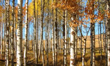 Guest Houses in San Fernando de Henares