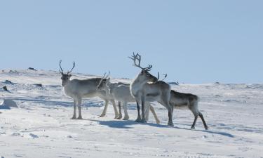 Chalets de montaña en Kilpisjärvi