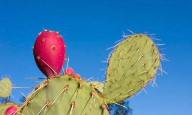 Pet-Friendly Hotels in Armuña de Almanzora