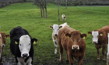 Aluguéis de Temporada em Carrick-on-Suir