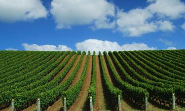 Holiday Homes in Matakana