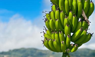 Hoteli s bazenima u gradu 'Yabucoa'