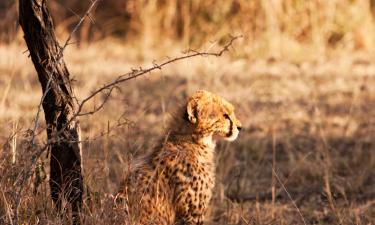 Luksushoteller i Kapama Private Game Reserve